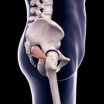 Lower back pain may be due to spasm of the piriformis muscle